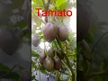 Download Lagu organic tamato #farming #gardening #agriculture #vegetables #tomato #organicfarming