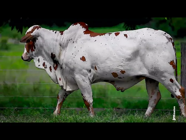 Touro Nelore FESN - 77