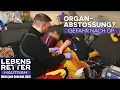 Download Lagu Leberversagen nach Transplantation? - Stößt ihr Körper das Organ ab? | Lebensretter hautnah | SAT.1