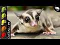 Sugar Glider The Best Pet Mammal