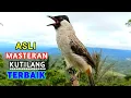 100% Ampuh Untuk Masteran Burung Kutilang Agar Cepat Bunyi Dan Gacor