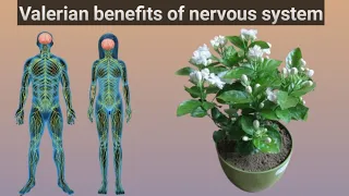 Valerian benefits of Nervous System