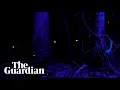 Dazzling phenomenon fireflies light up in unison once a year