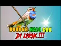 Download Lagu Roll tembak kasar speed rapat untuk masteran burung kacer full isian mewah