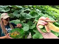 Fordhook Lima beans Farm to Table Southern Latitudes