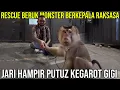 Download Lagu RESCUE MONSTER MONKEY WITH GIANT HEAD, FINGERS ALMOST BROKEN BY BRICKING TEETH #AudreyA #KINGOFTH...