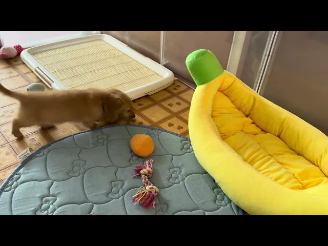 動画