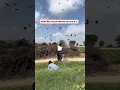 Download Lagu Hunting for sparrow eggs🪺🐦‍⬛😱#birds #hunting #sparrow #egg