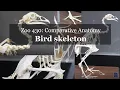 Osteology Bird skeleton walkthrough chicken