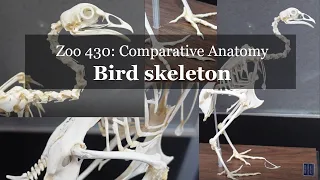 Osteology Bird skeleton walkthrough chicken