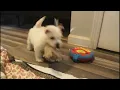 NUGGETS PUPPIES