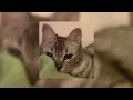 Download Lagu Oh my baby × I bet on losing dogs (sped up)