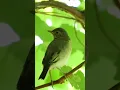 Download Lagu Музыка лечит сердце и сосуды 🌹 Музыка успокаивает нервы, улучшает память 🌿 Сергей Грищук