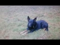 bobo gif ii