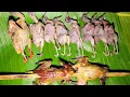 Download Lagu VÀO RỪNG KIẾM ĂN, ĐÁNH BẪY, SĂN BẮT, CUỘC SỐNG TRONG RỪNG - T5