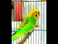 Lagu #shorts - PARKIT GACOR ! tembak beset crecet masteran murai C ijo anis kacer / Budgie Parakeet