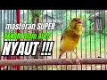 Download Lagu Masteran KENARI GACOR ngeroll panjang,Cuit Cuit Emosi AMPUH bikin kenari nyaut ,Masteran MURAI BATU