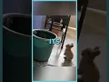 Lagu Adorable Bunny Does Epic Bucket Jump🤣 | Funny Animal Moments