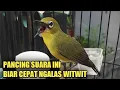 Download Lagu PANCINGAN SUARA PLECI AGAR CEPAT NGALAS NEMBAK WITWIT KENARI ZIPPER