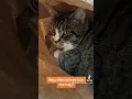 Inigo Meowtoya is looking for his forever family