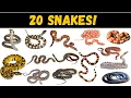 20 Amazing Snakes for Kids Learn Snake Names Fun Facts Educational Wildlife