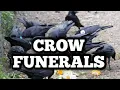 Crow Funerals Exploring Mourning Behavior in Birds
