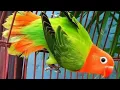 Download Lagu pancingan lovebird isian cililin tengkek buto kapas tembak 8 Februari 2021(2)