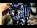 Download Lagu Dit Zijn de Mooiste Zwarte Katten ter Wereld