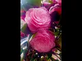 Download Lagu What  About The Jacks Camelia  Japonica….