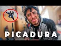 Download Lagu Bumblebee crawls into my helmet, bites my lip, and won't let me eat or drink water | Mexico