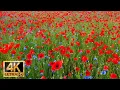 Poppy Flowers and Cornflowers