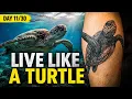What Sea Turtles Can Teach Us About Life