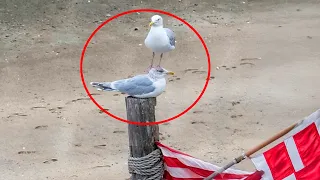 these funniest animals are planning to win the internet
