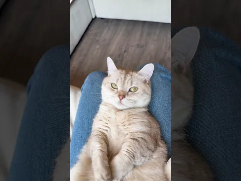Cuddles cure everything 😊 #catsofyoutube #cat #catvideos #catshorts