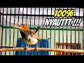Download Lagu Suara Prenjak Gacor dor Ampuh💯% BIKIN PRENJAK ANDA JADI FIGHTER, COBA SAJA !!!
