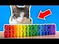 Cats Vs Dominoes