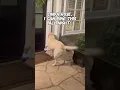 Download Lagu Neighbor Gets a Late-Night Booty Call… From a Dog