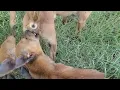 Dogs meeting dogs mating meeting Mating