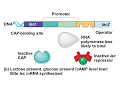 Chapter 18 Regulation of Gene Expression
