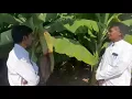 Lagu Rise n' Shine | High-quality Banana plants | Paithan