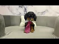 Cavalier King Charles M at Furry Babies Portage