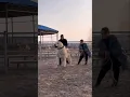 Download Lagu Danger Dog Fight ⚡🐕‍🦺 #dogfight #dogaggression #shorts