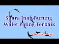 Suara inap burung walet paling terbaik