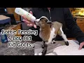 Bottle Feeding our 5 day old Kid Goats - In The Kitchen