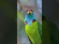 Blue Throated Barbet Call. #birds #wildlife #nature #animals #wildlifephotography #photography