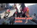 Download Lagu Spesial hari ini pasar ayam pedan penuh sesak penghobi ada ayam plucker istimewa