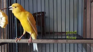 masteran kenari speed rapat jernih paling di cari kicau mania