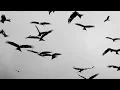 l i l a - follow you down to the red oak tree