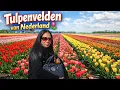 Lagu The Tulip Fields of the Netherlands 🌷 | Spring Travel \u0026 Nature