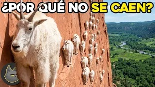 Respondiendo Preguntas Que Siempre Te Has Hecho | 3